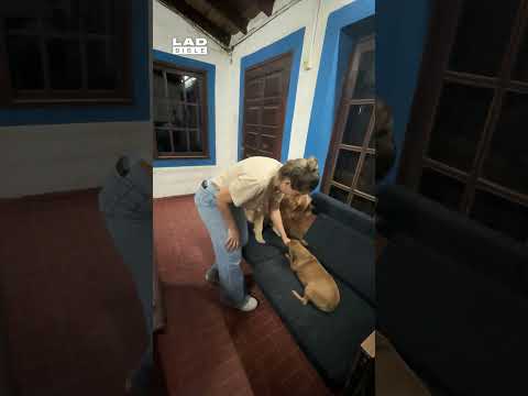 Golden Retriever Fails to Live Up to Expectations 🤣⁠ ⁠ (🎥: ViralHog)