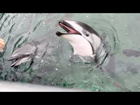 まったりおやつタイムのイルカ【The closest dolphin I've ever seen】