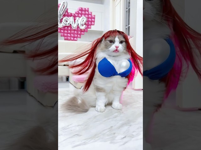 New in the villa #fpy #loveisland #trending #cat #funny #thatlittlepuff