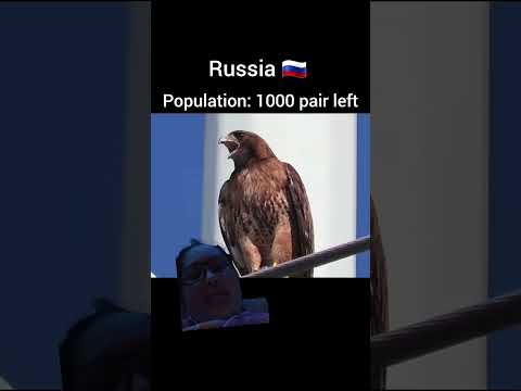 Haast' eagle population #extinctbirds #eagle #birdsofprey #birds