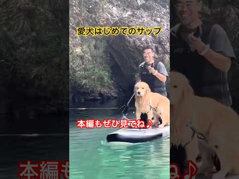 愛犬とはじめてのサップ #ゴールデンレトリバー #癒し #大型犬
