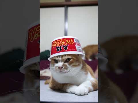 大阪かすうどんと癒しののせ猫映像｜人気コラボ動画2025年特集 サムネイル