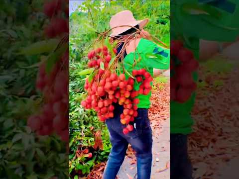 Savor expertly chosen fresh fruits 🍉🍎🍓🥭 #shorts #sweets #fresh #fruitsandveggies