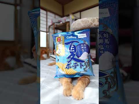 猫の動画サムネイル - 夏ポテト 対馬の浜御塩味　250713　#のせ猫　 #cat #cute #ねこ　 #ネコ　 #kitten #cutecat　 #猫のいる暮らし　 #funnycats