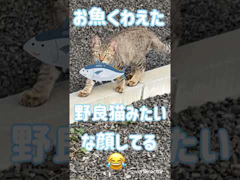 庭に侵入してくる野良子猫ちゃん🐱