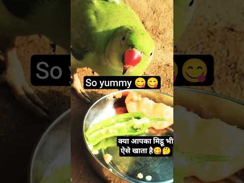 मेरे मिट्ठू ने खाया स्वादिष्ट सेव🍎और मिर्ची🌶एक साथ मिट्ठू को मजा ही आ गया😋😋#mitthu #shorts #ytshorts