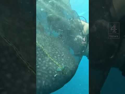 Trapped whale sharks rescued by divers