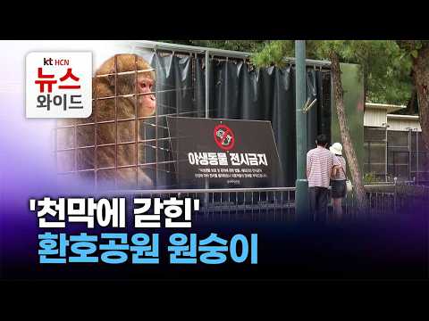 '천막에 갇힌' 환호공원 <strong>원숭이</strong> / HCN 경북방송