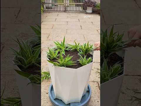 Type growing propagation the spider plant, knowledge growing tips #shorts #viralvideo #plants #diy