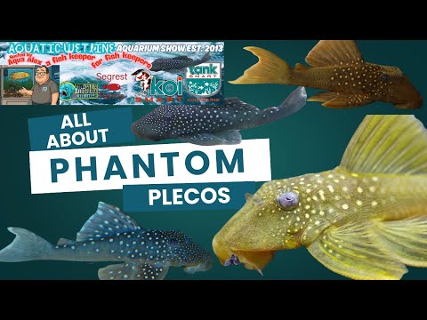 Aquatic Wetline W/ Aqua Alex_ All About Phantom Pl Dive into the World of Phantom Plecos with Aqua Alex!
Join Aqua Alex on this exciting episode of Aqu