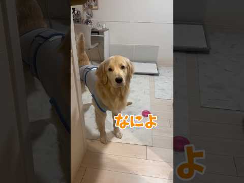 噂で聞いたことあるんですけど、ワンコのこの行動は飼い主が心配だからついてきてるんだとか(たぶん違う)なんにしても毎日くっついてきて可愛い！！！#ゴールデンレトリバー サムネイル