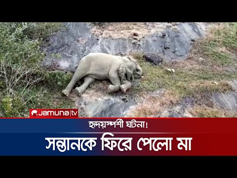 অবশেষে মায়ের কাছে ফিরলো হাতির বাচ্চা; হৃদয়স্পর্শী ঘটনা | India Elephant Reunion | Jamuna TV