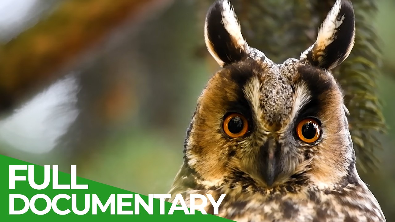 Seasons of the Forest: Journey through the untouched Wilderness of Hungary | Free Documentary Nature