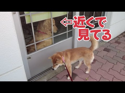 頭上のゴールデンレトリバーに気づかない柴犬小夏
