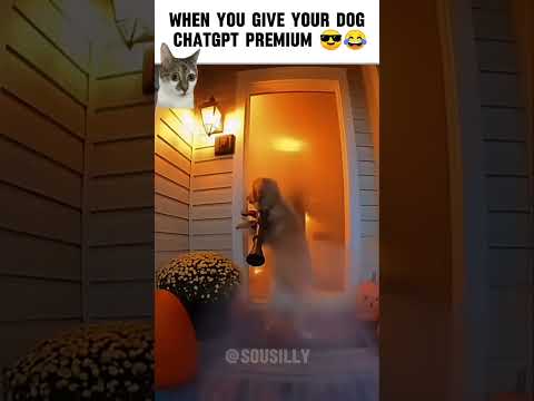 #funny #sehar #dog #dogs