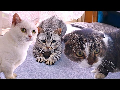 ゲストが違うやり方で猫たちを遊ばせると、こうなります！