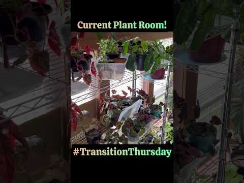 Plant Room Tour is out NOW! #transition #thursday  Be sure to check out my 2023 Plant Room Tour!! And Subscribe for Parts 2 & 3!! 👍