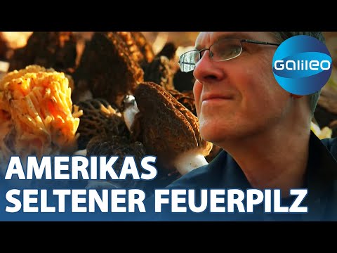 Die Feuermorchel: Der ungeahnte Schatz in den Überresten des Feuers | Galileo | ProSieben