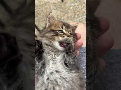 Cute Baby Kitty #shorts , #cat , #babykitty