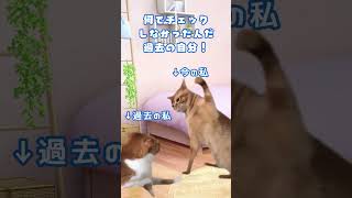 【猫ミーム】VTuber魂オーディションに参加する迄の話 #shorts #バーチャル蠱毒  #vtuber  #猫ミーム日常 #チピチピチ