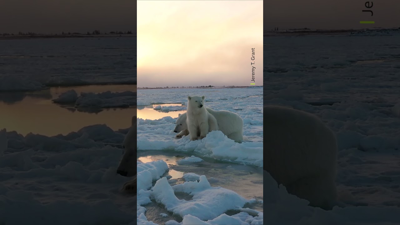 Frozen bonds 🐻‍❄️ ❄️ #PolarBears #Wildlife #Shorts #AnimalFacts