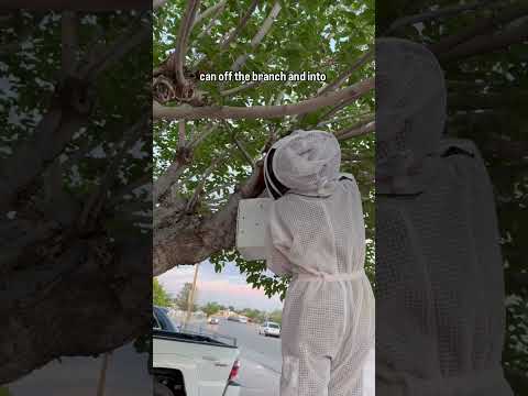 Catching Bee Swarm