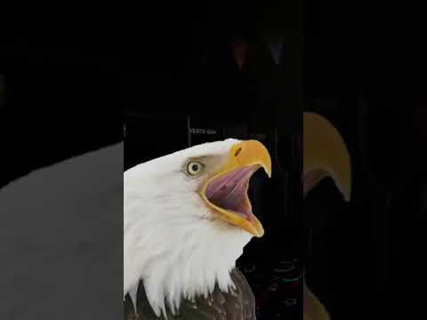 Bonnie is RELENTLESS...  #fnaf #fivenightsatfreddys1 #fnaffunny #fnaffreeroam