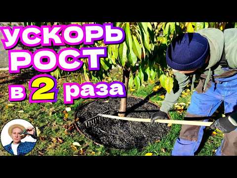 ПРОВЕРЕННЫЙ СПОСОБ ускорить рост плодовых деревьев