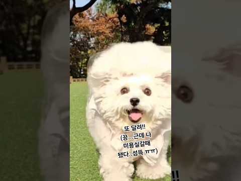 #강아지 #솜뭉치 #반려견 #강아지브이로그 #애견영상 #cute #cutedog  #cute  #비숑 #미니비숑 #애견카페    근처 애견카페 다녀왔어요! 만두가제일좋아해요~