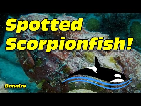 Spotted Scorpionfish, Scorpaena plumieri, Bonaire 