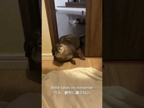 Otter Belle Belle Says “No Way!” to Closing the Door