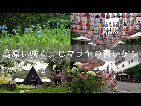 【🍃205話】ヒマラヤの青いケシが清里に咲く～清泉寮～/☂☂雨雨ふれふれの坊主たち～リゾナーレ八ヶ岳～/60代・ひとりと猫８匹の暮らし～八ヶ岳南麓移住物語🌲～