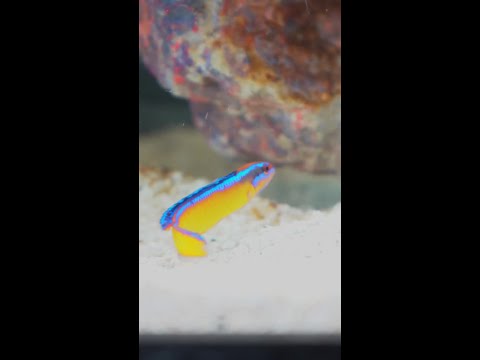 Coming this Monday to Diver's Den at 5pm CST! Coming this Monday to Diver's Den at 5pm CST!
#liveaquaria #diversden #wysiwyg #fishkeepers #fishtok