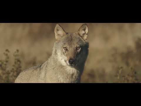 L'affût aux loups'
