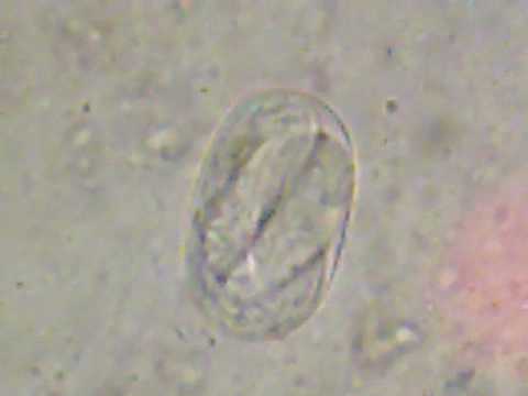 ANCYLOSTOMA CANINUM