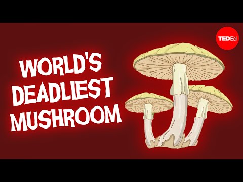 This mushroom will kill you before you know what’s happening -
Michael Beug