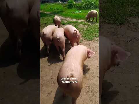 Khassi ka मॉल हुआ Ready