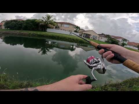 Catching Mayan Cichlids South Florida Canals