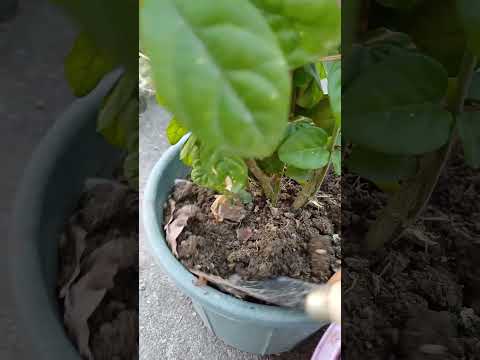 mogra 🤍 || #garden #terrace #trending #shorts #fyp #plants #vegetables #yt