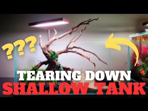 TEARING DOWN MY SHALLOW TANK! I've had this low tech shallow tank running for almost a year on autopilot with not much algae issue