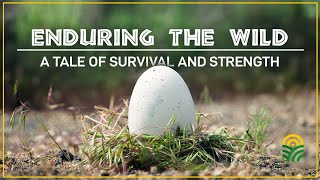 Enduring the Wild: A Tale of Survival and Strength