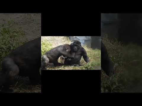台北市立動物園のゴリラ兄弟の魅力的な姿をご覧ください サムネイル