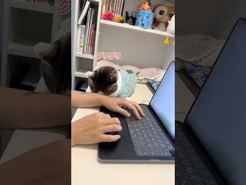 ぼくにお構いなくだじょ #ごめん寝 #仕事中いつもここにいる