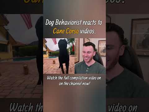 Dog trainer reacts to Cane Corso dog videos part 2. #shorts #canecorso #dogtraining