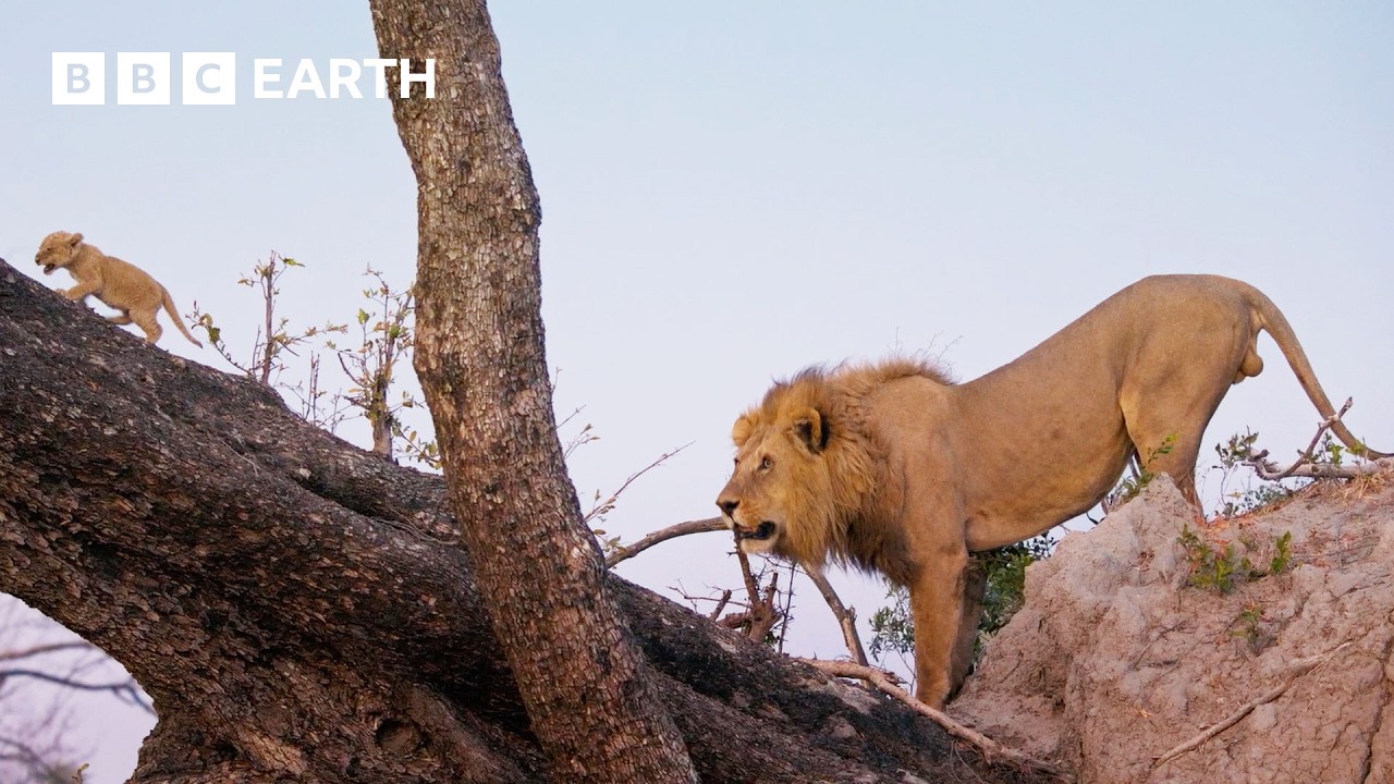 Can This Lion Cub Survive a Perilous Fall? | Big Cats 24/7 | BBC Earth