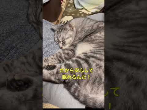 爺のお膝は僕の物!#保護猫#ひざで寝る猫#猫の寝顔