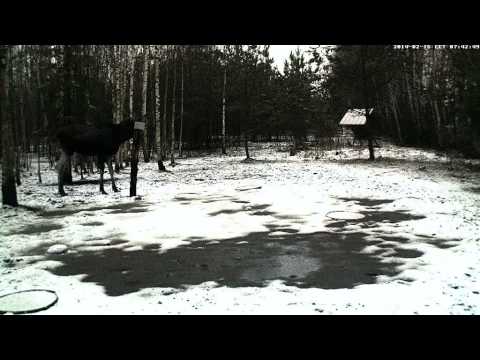 vlc record 2014 02 16 06h42m56s rtsp   193 40 133 138 live siga