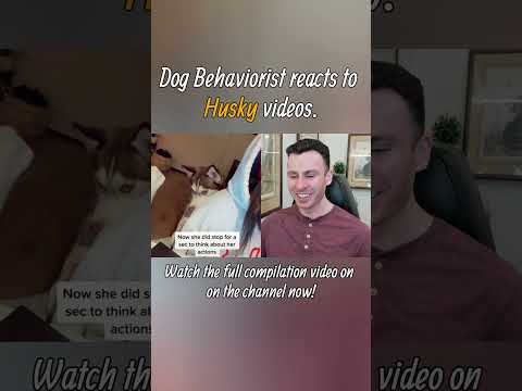 Dog trainer reacts to Husky dog videos part 3. #shorts #husky #huskydog #dogtraining