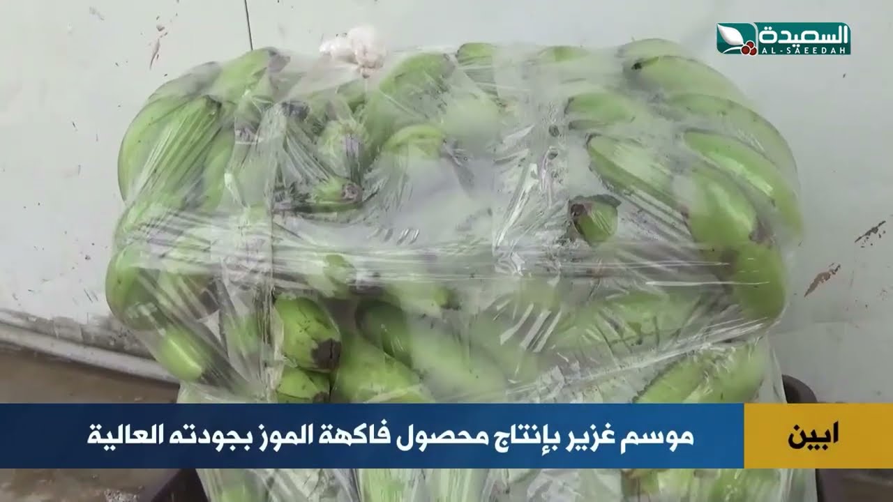 قناة السعيدة