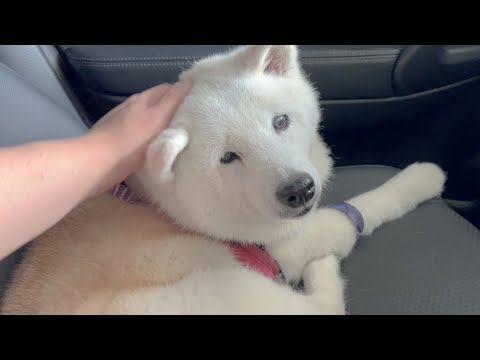 柴犬あいちゃんの乳腺腫瘍、検査結果について。 サムネイル